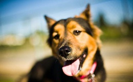 1001 thắc mắc: Điều gì giúp chó thính tai?