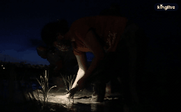VIDEO: Xem nông dân Hà Nội đeo đèn pin cấy lúa từ hơn 3 giờ sáng