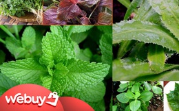 6 loại cây vừa trang trí không gian sống vừa tốt cho sức khỏe