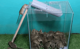 Hai 'đường hầm tử thần' bằng ống nhựa PVC khiến chuột không thể thoát
