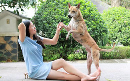 “Khuyển vương” 300 triệu và bí mật thương vụ chuyển nhượng chó Phú Quốc đắt nhất VN