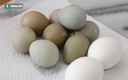 Độc đáo loại trứng chim trĩ tiến vua, được ví như "sâm động vật"