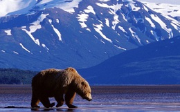 Mỹ cho khai thác dầu khí ở khu bảo tồn Bắc Cực: Có thành thảm họa môi trường?