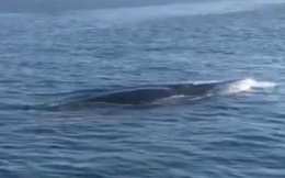 Cá voi "khủng" dài hơn 4 m bất ngờ xuất hiện ở Cù Lao Chàm