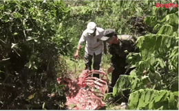 Bò tót 200kg bị giết hại ở VQG Cát Tiên, nhóm đối tượng khả nghi liều lĩnh chống trả bằng hơi cay
