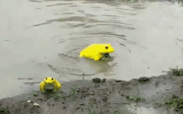 Cánh đồng ở Ấn Độ bỗng xuất hiện đàn ếch màu vàng chóe kỳ dị "mọc" lên ồ ạt như nấm sau mưa