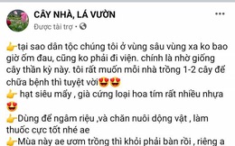 Sau mại dâm, Facebook cho quảng cáo cả giống cây anh túc ở Việt Nam