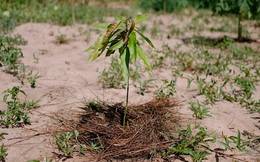 Ecosia - công cụ tìm kiếm 'phủ xanh Trái Đất' vừa trồng thành công cây thứ 100 triệu