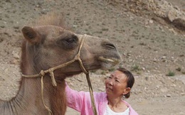 Bị đem bán cho người khác, lạc đà quá nhớ nhà đã đi bộ 100km băng qua sa mạc để trở về với chủ cũ