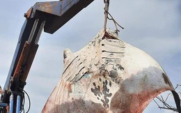 Bình Thuận: Ngư dân bắt được cá đuối khủng