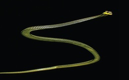 Bí ẩn về cách di chuyển của rắn 'bay' đã có lời giải