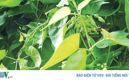 Những loại rau xanh giúp nam giới bổ sung “viagra” tự nhiên