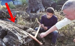 Mang khúc gỗ xấu xí về vứt ở góc vườn, 5 năm sau người đàn ông choáng váng phát hiện đó là cả gia tài trị giá 66 tỷ đồng