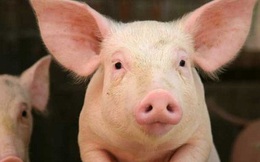 Hưởng lợi từ giá lợn, Dabaco (DBC) báo lãi 6 tháng cao gấp 28 lần cùng kỳ với 750 tỷ đồng