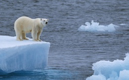 Gấu trắng Bắc Cực sắp biến mất vĩnh viễn khỏi Trái Đất