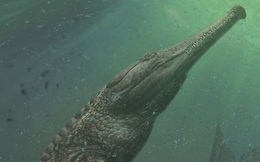 Machimosaurus rex: Loài cá sấu nước mặn to lớn nhất từng được con người phát hiện