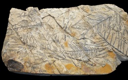 Phát hiện hóa thạch gỗ 110 triệu năm tuổi tại miền Đông Trung Quốc