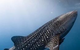 Phát hiện mới về loài cá mập lớn nhất thế giới có “đôi mắt bọc thép”
