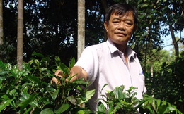 Đồng Nai: "Rót" 500 triệu cứu vườn trà cổ, giá mỗi ký trà hơn 500 ngàn đồng