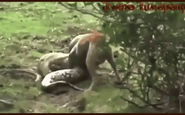 Clip: Bị trăn đá siết chặt, chó nhà phản đòn đầy gay cấn và cái kết bất ngờ