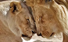 Cặp sư tử già cỗi được an tử cùng lúc để không con nào phải nếm trải nỗi cô đơn trên cuộc đời