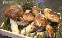 Tới mùa ăn chay, giới nhà giàu săn tìm loại nấm có giá hàng chục triệu đồng 1kg