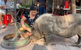 Chú heo mọi như bước ra từ tranh Đông Hồ bỗng xuất hiện trên đường phố Biên Hòa, chuyên xin ăn theo kiểu "lầy lội"