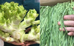 Những loại rau kỳ lạ có giá đắt hơn cả thịt cá ở Việt Nam, muốn mua ăn không phải chuyện dễ