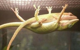 "Bạn trai của năm" cố đu trên lưới để bạn gái ngủ ngon cùng hàng loạt những điều không tưởng mà động vật làm được khiến con người tròn mắt