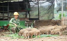 Kon Tum: Nuôi thứ heo sọc dưa, bán một con heo giống bé thôi mà giá tới 2,2 triệu đồng