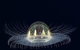 Ngắm sứa khổng lồ trong suốt trôi nổi giữa Thái Bình Dương