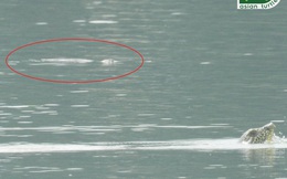 Vì sao 9 năm mới phát hiện rùa Hoàn Kiếm thứ 2 ở hồ Đồng Mô?