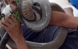 Nọc độc rắn hổ mang chúa 4,6kg ở núi Bà Đen đã dần thua sức chiến đấu của nạn nhân