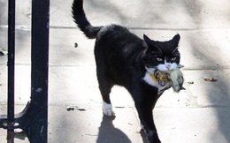 Mèo Palmerston - 'tổng quản' diệt chuột hàng đầu nước Anh đã chính thức về hưu