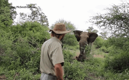 Video: Người đàn ông thể hiện tài chinh phục đỉnh cao khi chạm chán với voi rừng hoang dã