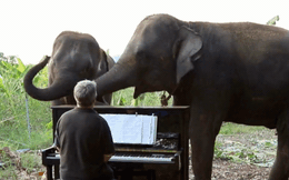 Video: Voi khuyết tật thích thú nghe đàn dương cầm