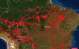 Rừng Amazon có nguy cơ bị xóa sổ?