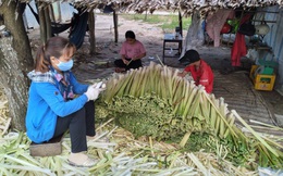 Cà Mau: Trồng thứ cây một thời xem như cỏ dại, rút đọt đon bán làm rau đặc sản mà dân mau khấm khá