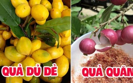 Việt Nam có 10 loại trái cây cực hiếm người biết mọc đầy ở các vùng quê, nghe tên thôi đã thấy lạ chứ nói chi ăn thử