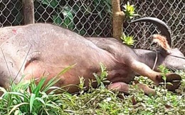 Bắn hạ trâu điên húc nhiều người trọng thương