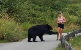 Gặp cô gái chạy bộ trên đường, gấu đen từ trong bụi rậm đi ra... sờ chân!