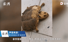 8 tháng bỏ rùa cưng ở ký túc xá, chàng sinh viên quay về phát hiện con vật chỉ còn là cái xác khô, mai rùa bị tách ra từng lớp