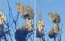 Những chú mèo được nuôi dạy bởi đám chim trời, chỉ thích tụ bạ ở ngọn cây