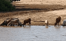 Clip: Hà mã trắng trợn cướp con mồi của cá sấu