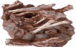 Phát hiện nhiều hóa thạch khủng long quý hiếm ở Trung Quốc