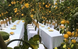 Đám cưới trong vườn cam sai trĩu quả khiến dân mạng trầm trồ nhưng vẫn lo ngại một nguy cơ