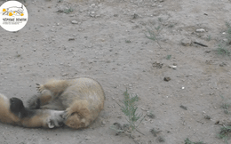 Clip: Trận kịch chiến tay đôi giữa sóc chuột và chồn ngay dưới chân các tình  nguyện viên ở Nga