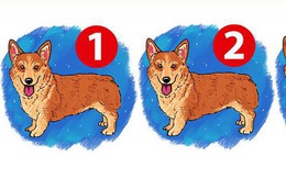 Trong bức tranh 3 con chó, đố bạn tìm ra con chó khác biệt trong vòng 5 giây