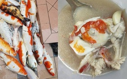 Đàn cá koi lăn ra chết, nữ chủ nhân vì tiếc tiền nên quyết định đem tất cả đi... nấu súp, pha xử lý khiến dân mạng "khóc thét"