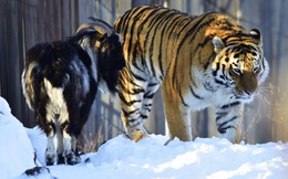 Sở thú thả con dê sống vào chuồng cho hổ ăn thịt: Hôm sau quay lại, cảnh tượng trong chuồng hổ thật khó tin